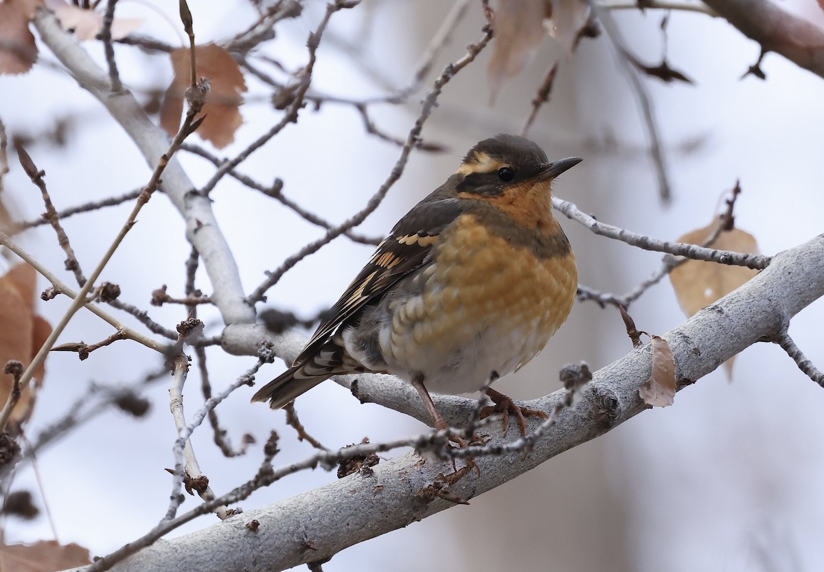 Varied Thrush - ML645988337