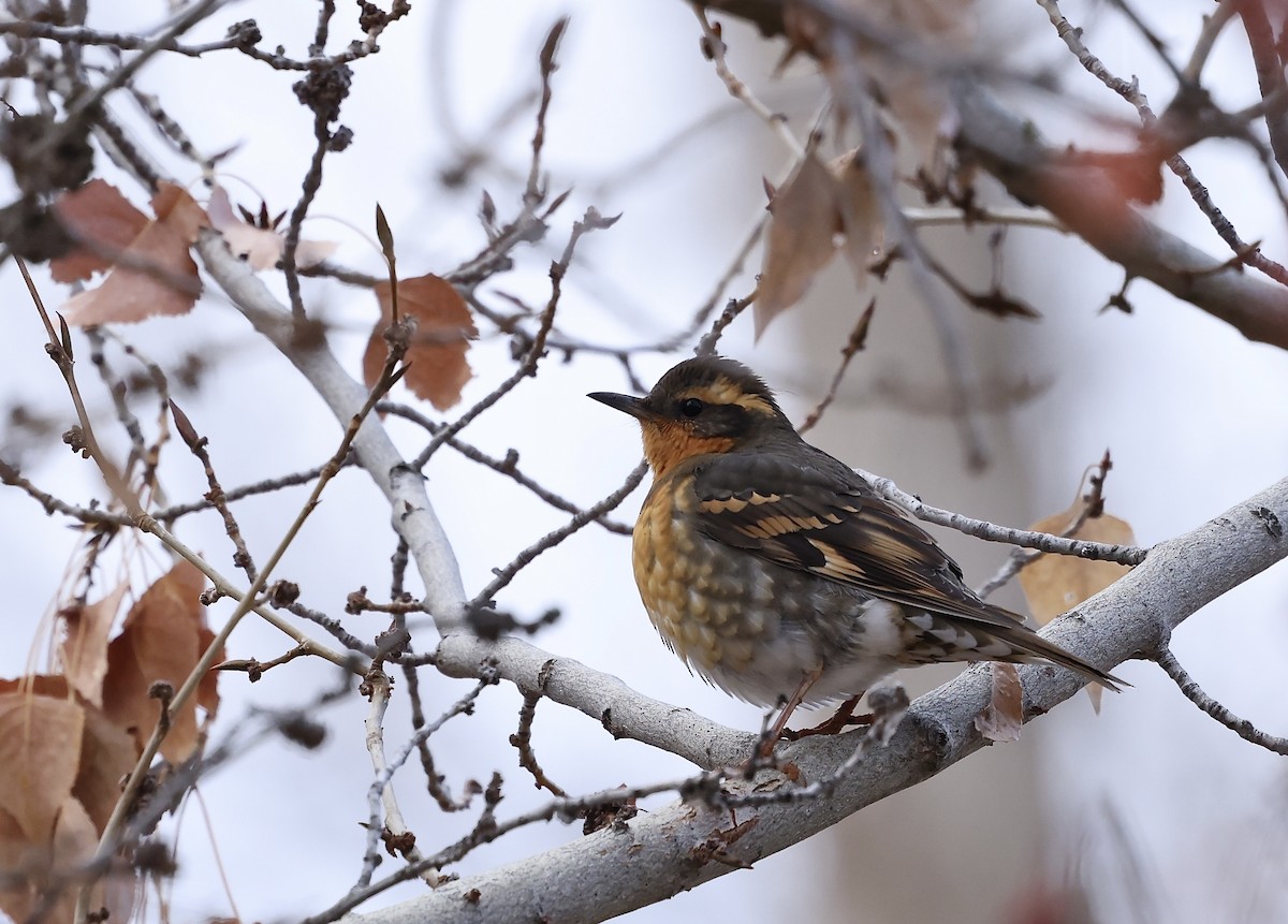Varied Thrush - ML645988338