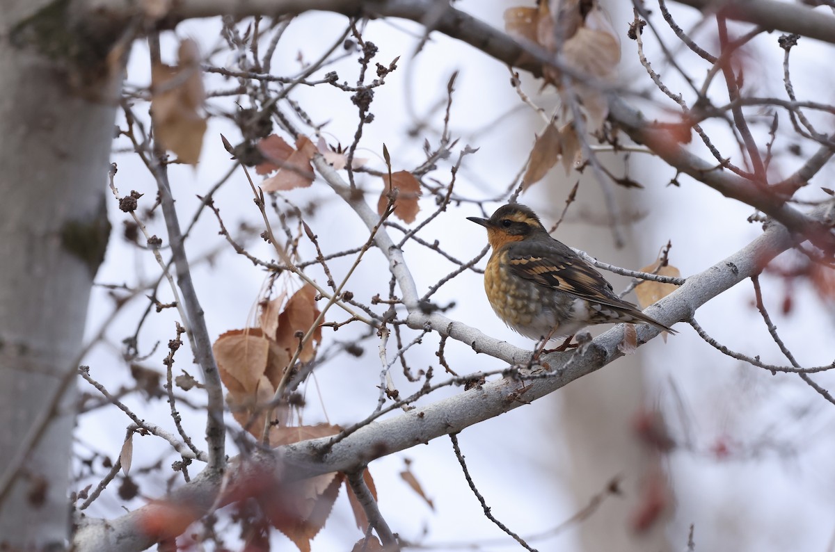 Varied Thrush - ML645988339