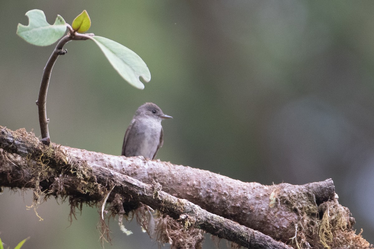 Western Wood-Pewee - ML645988340