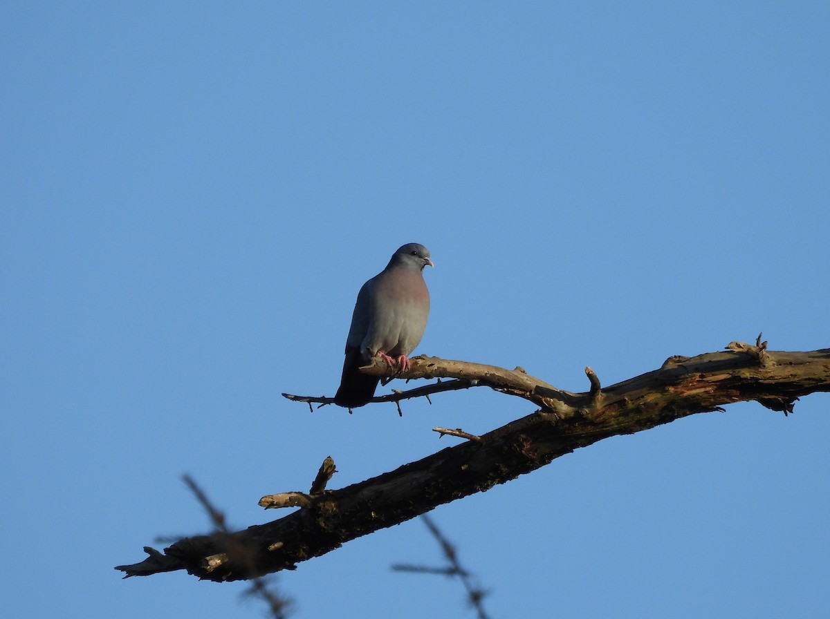 Stock Dove - ML645988341