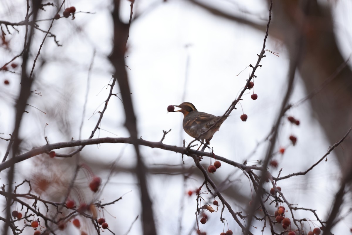 Varied Thrush - ML645988342