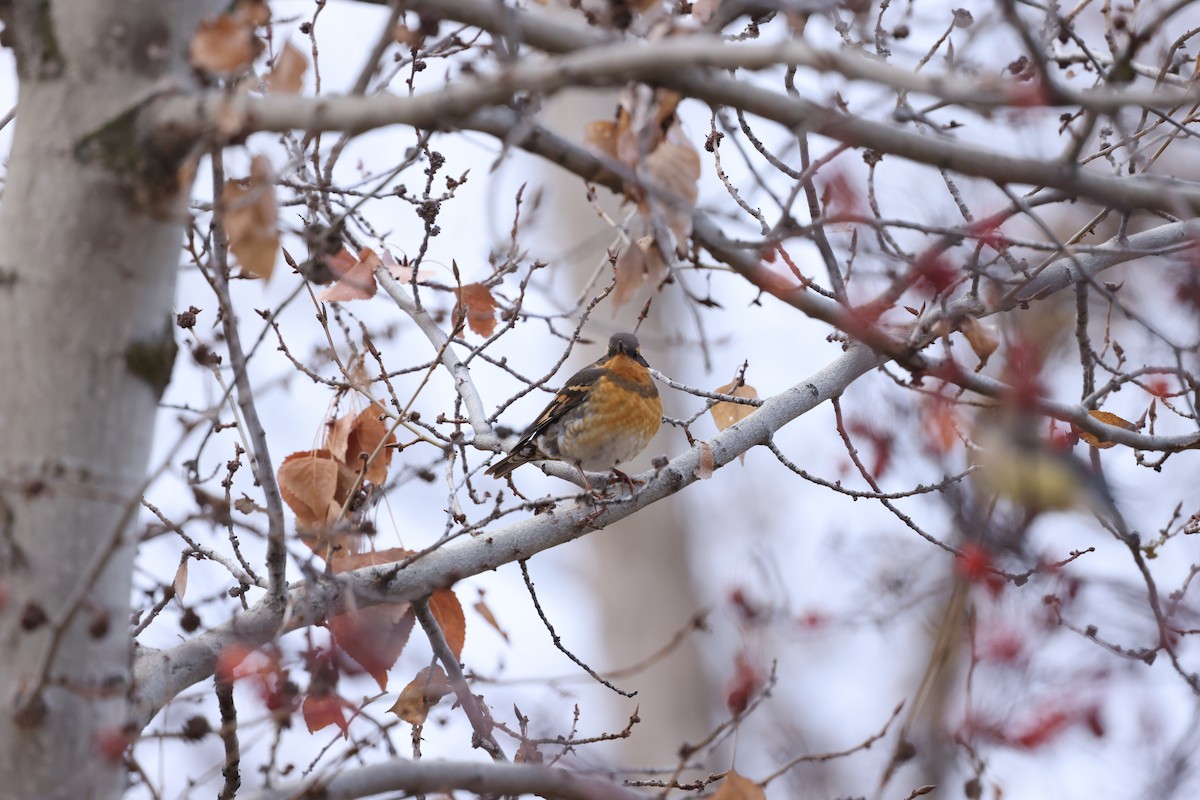 Varied Thrush - ML645988343