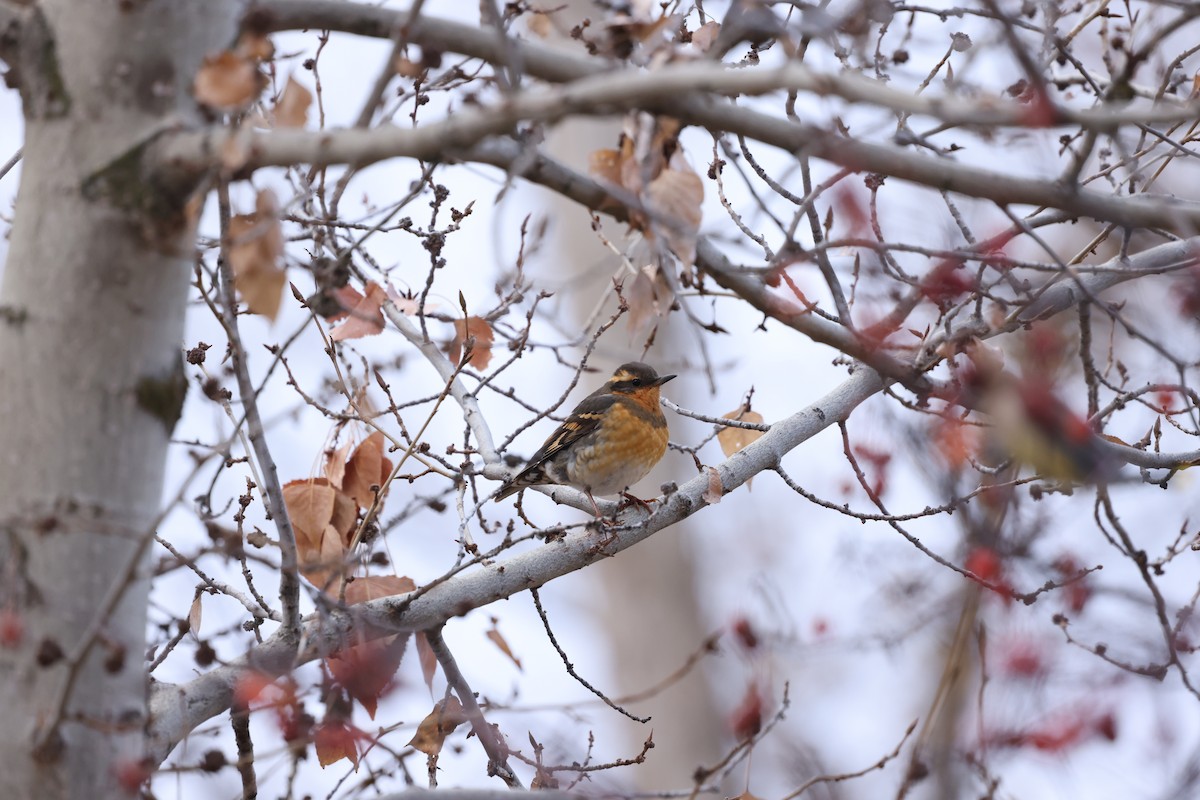 Varied Thrush - ML645988344