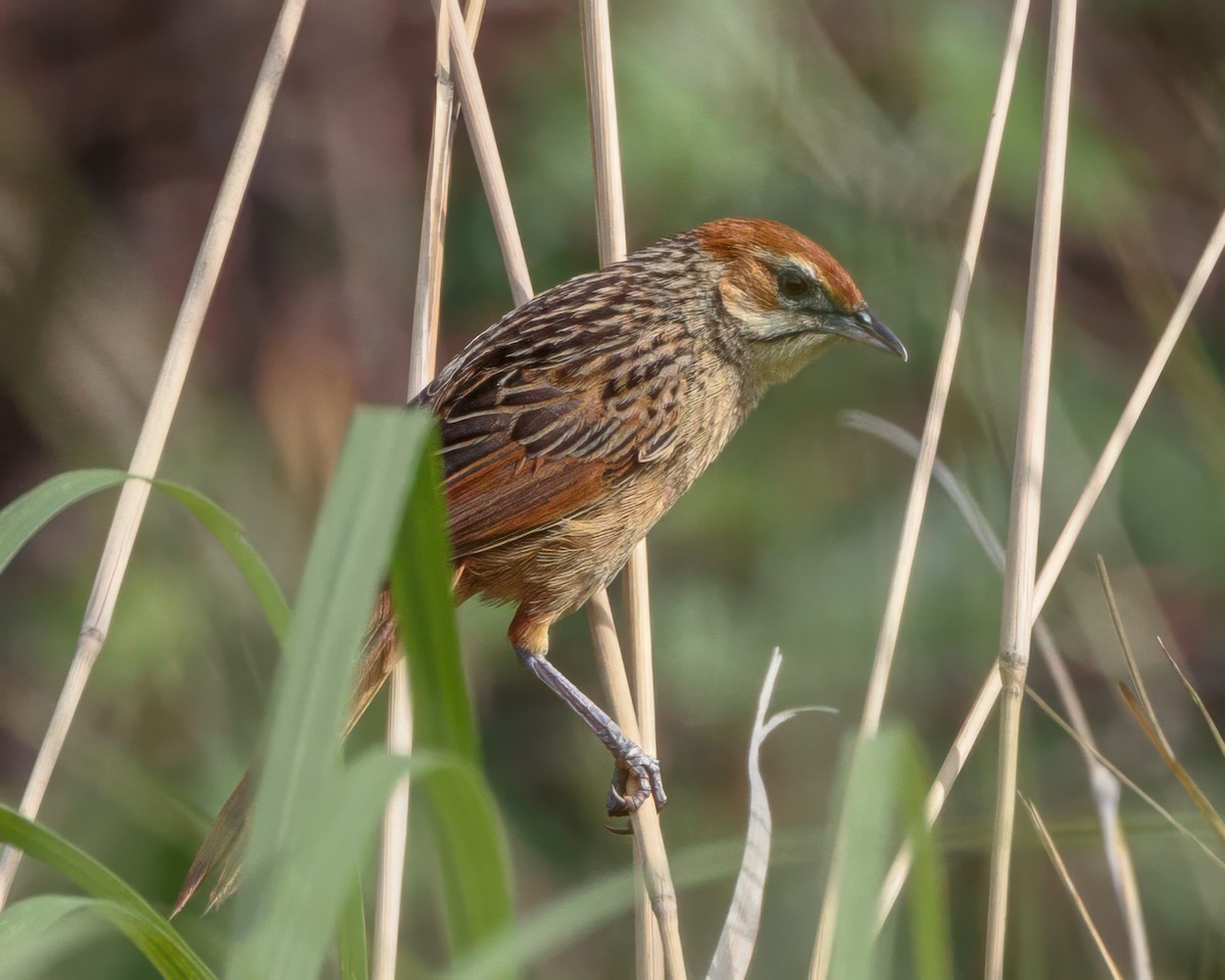 Cape Grassbird - ML645988345