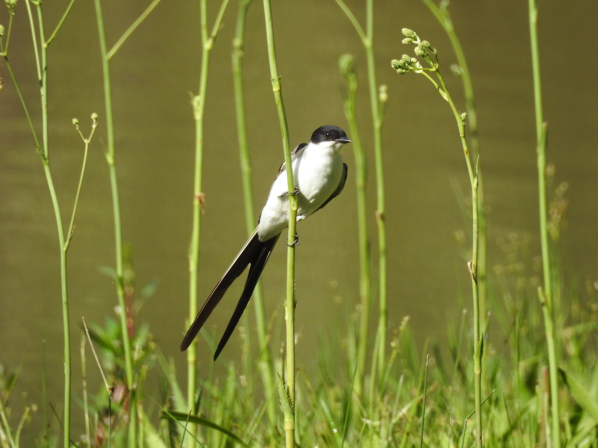 Fork-tailed Flycatcher (savana) - ML645988346