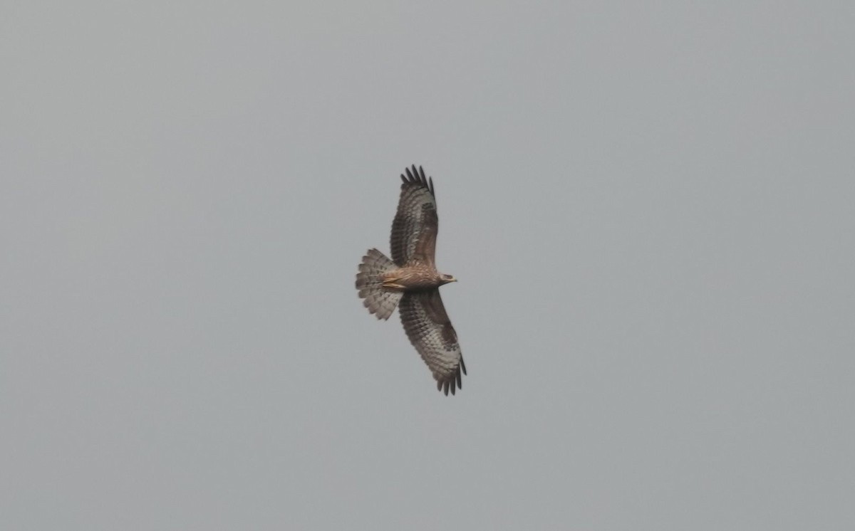 Red-necked Buzzard - ML645988347