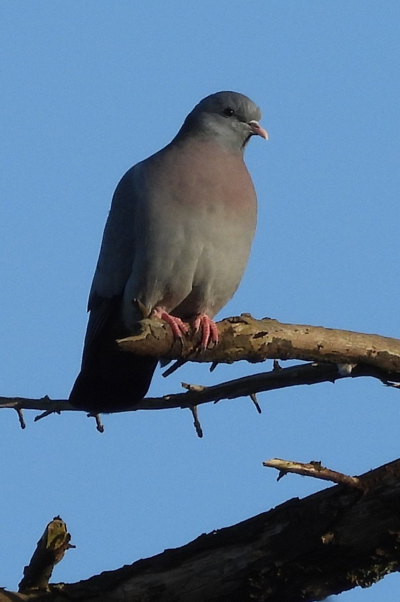 Stock Dove - ML645988351