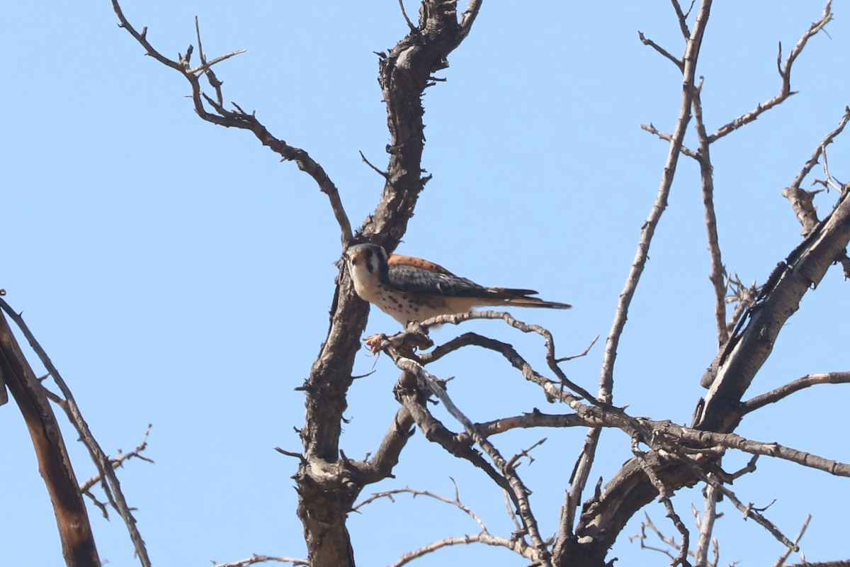 American Kestrel - ML645988352