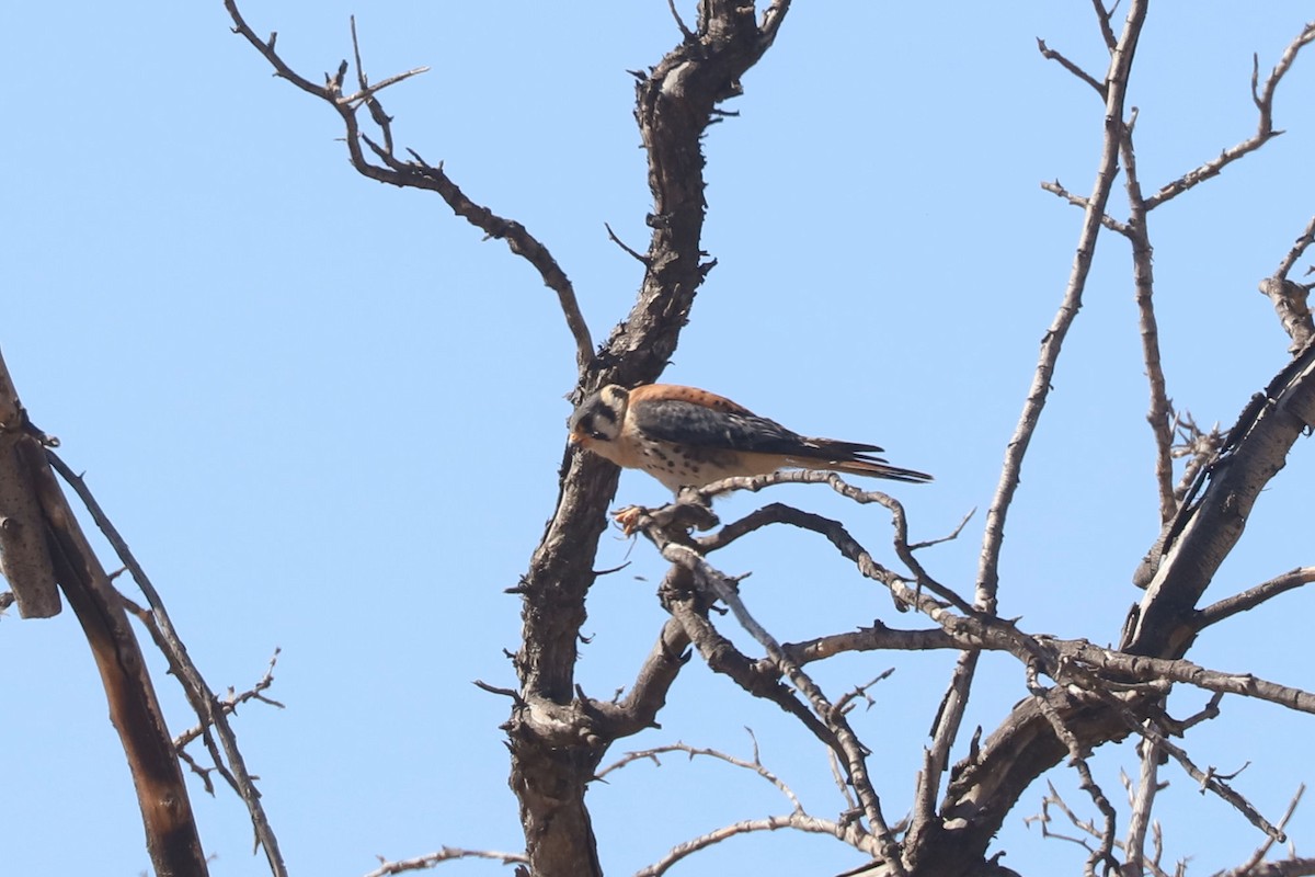 American Kestrel - ML645988353