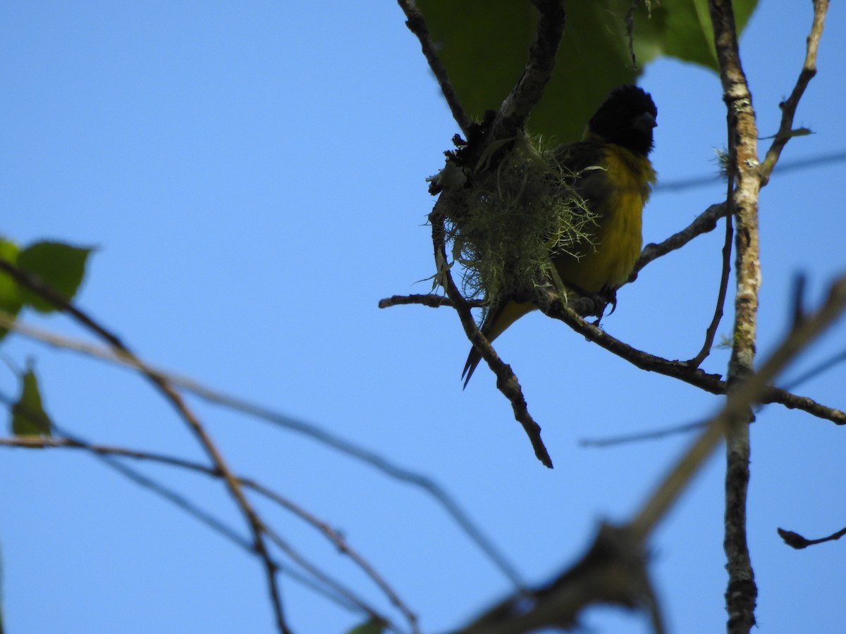 Hooded Siskin - ML645988356