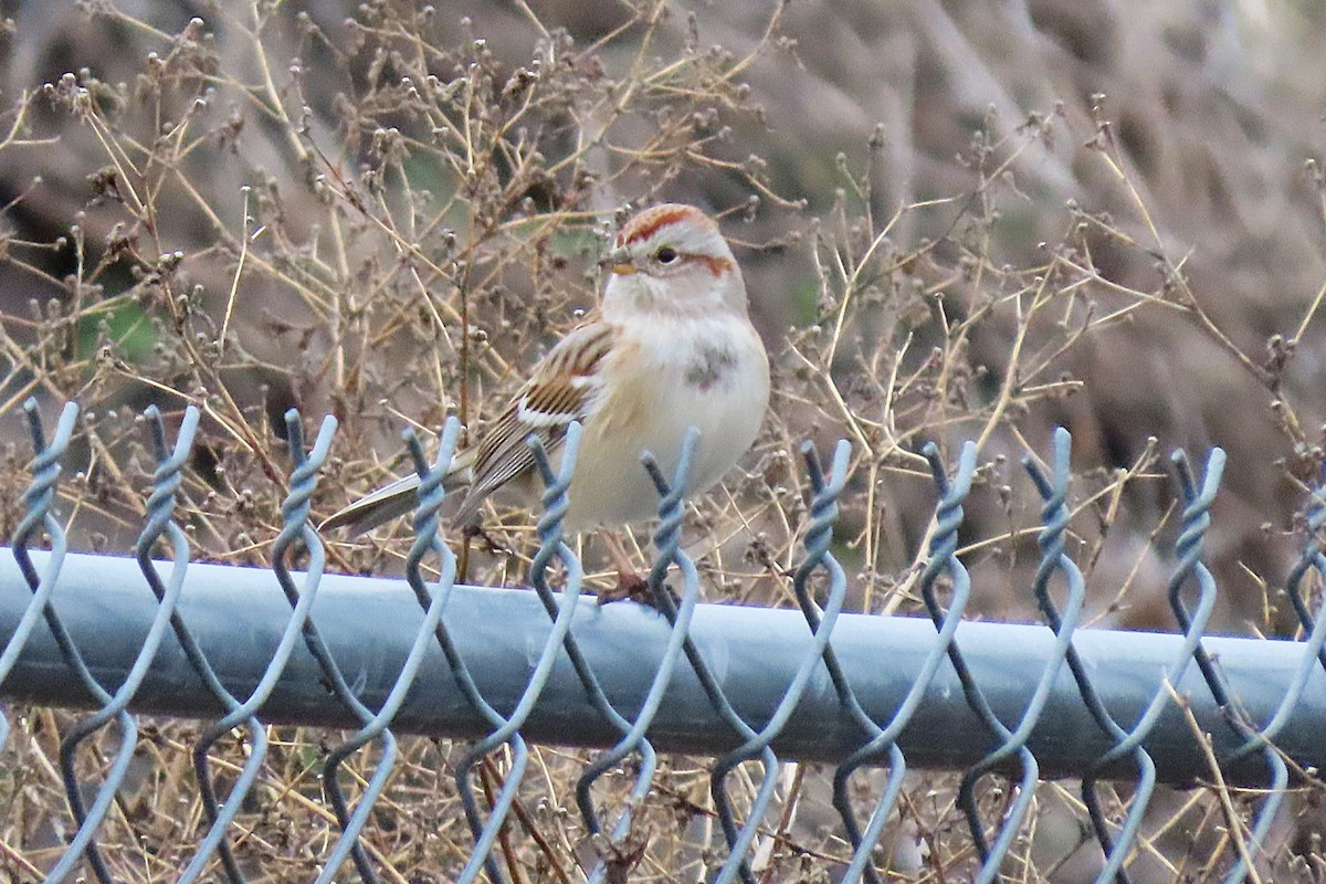 American Tree Sparrow - ML645988357