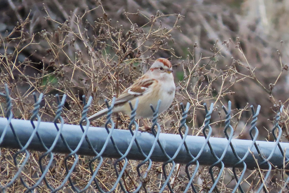 American Tree Sparrow - ML645988358