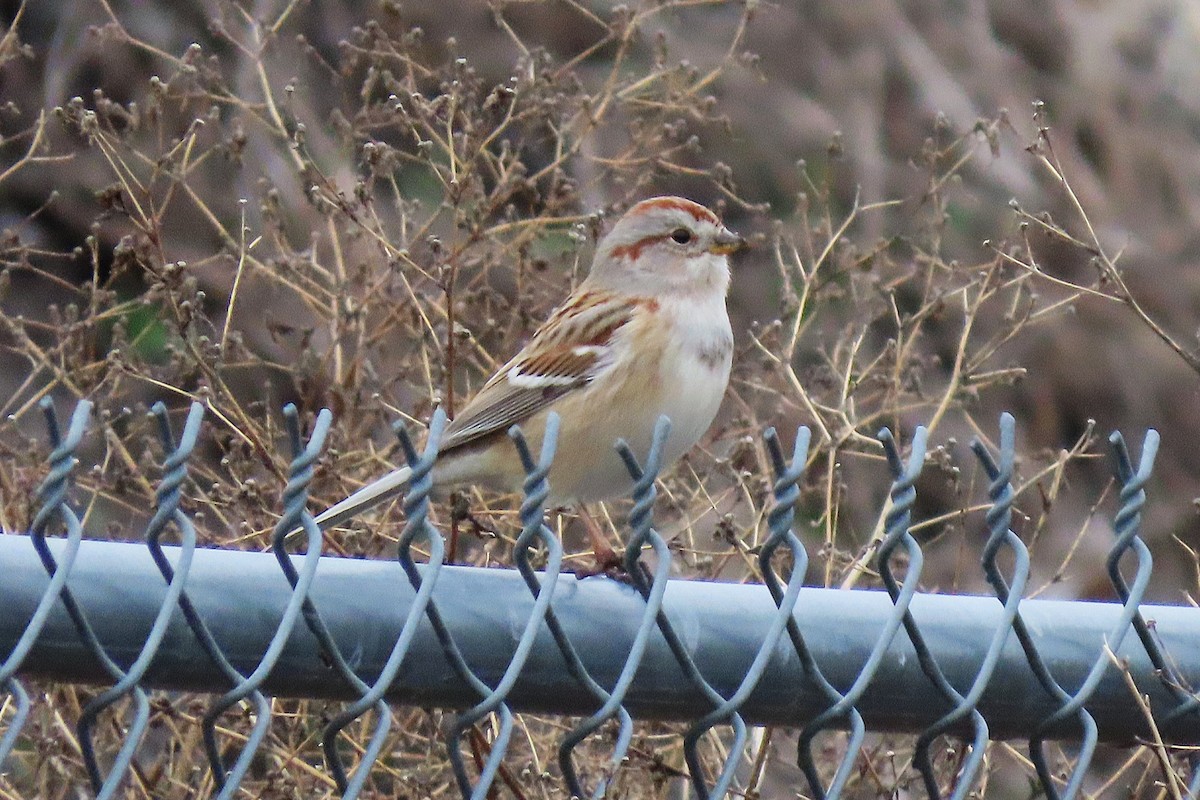 American Tree Sparrow - ML645988359
