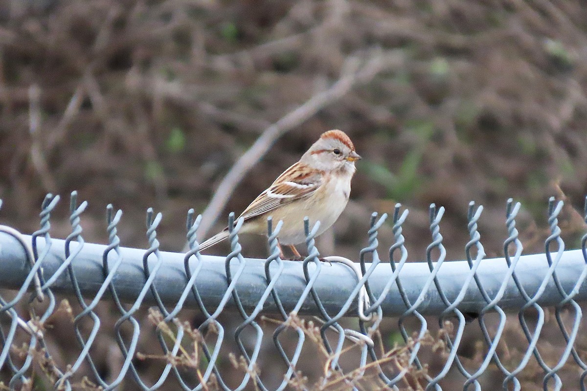 American Tree Sparrow - ML645988360