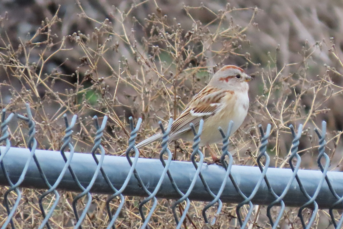 American Tree Sparrow - ML645988361