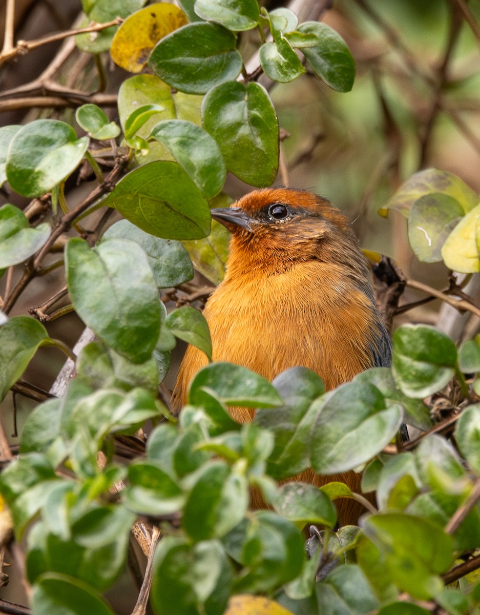 Rufous-browed Conebill - ML645988362