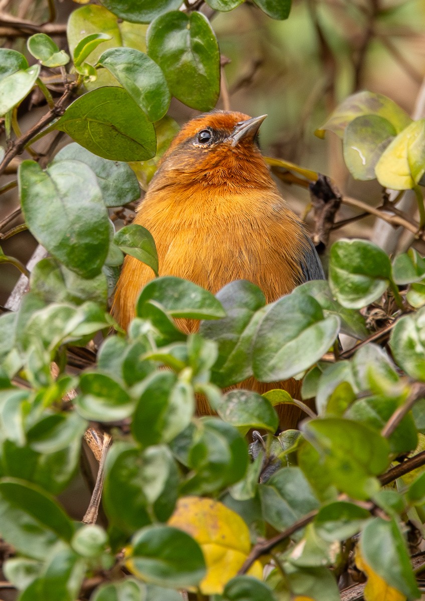 Rufous-browed Conebill - ML645988363
