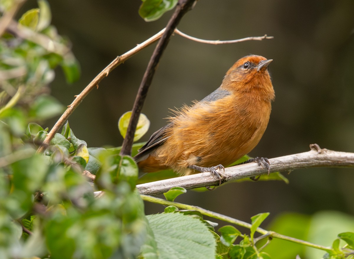 Rufous-browed Conebill - ML645988364