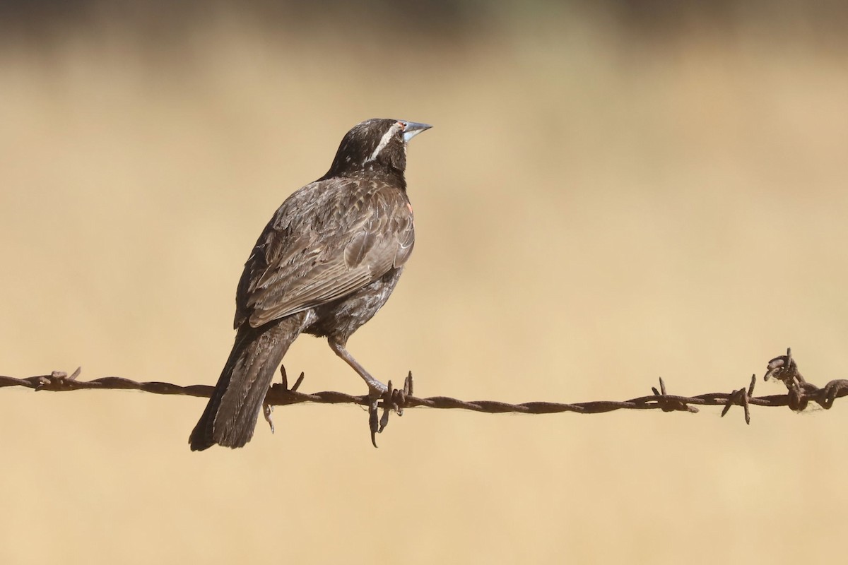 Long-tailed Meadowlark - ML645988365