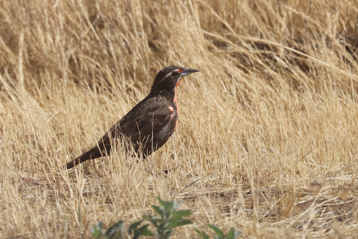 Long-tailed Meadowlark - ML645988366