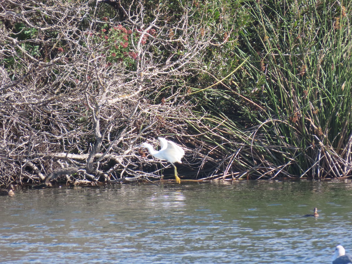 Snowy Egret - ML645988367