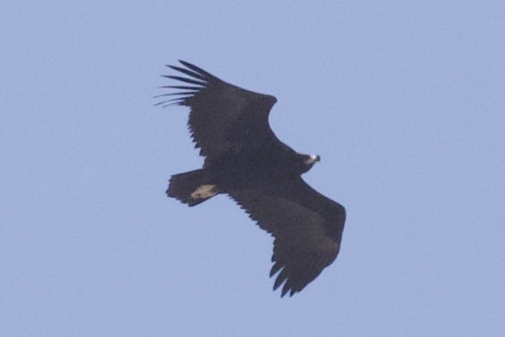 Sai beltza - ML645988373