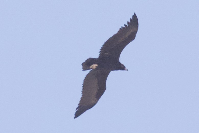 Sai beltza - ML645988374