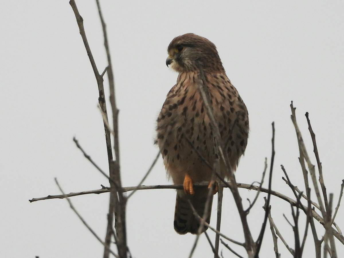 Eurasian Kestrel - ML645988375