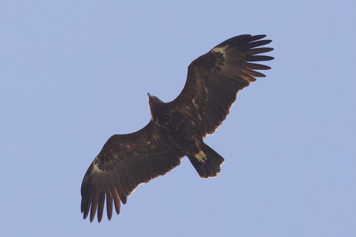 Greater Spotted Eagle - ML645988377