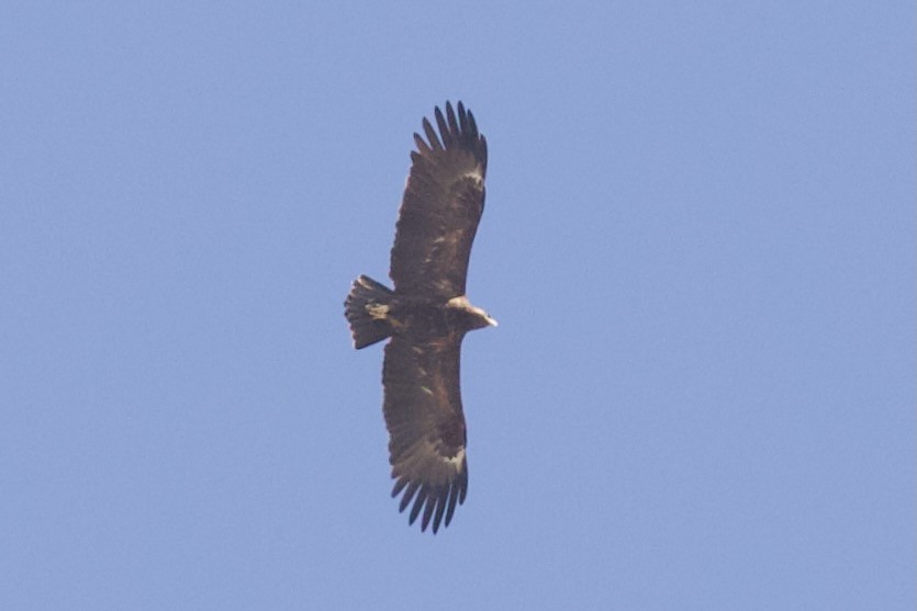 Greater Spotted Eagle - ML645988378