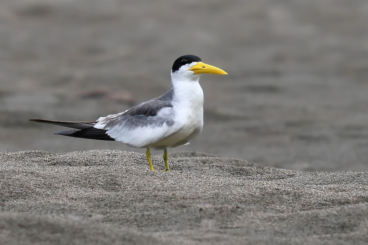 Large-billed Tern - ML645988379