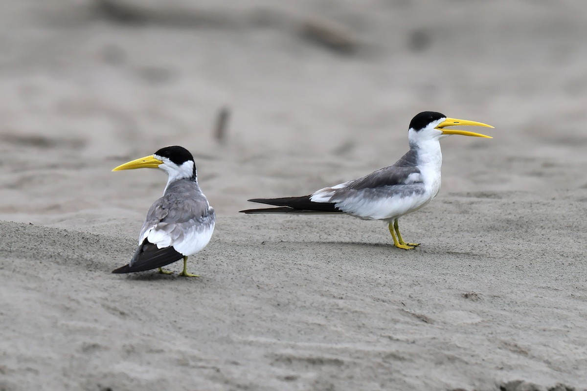 Large-billed Tern - ML645988383