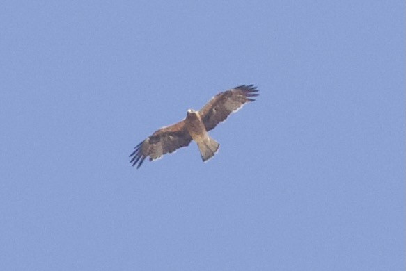 Booted Eagle - ML645988384