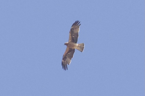 Booted Eagle - ML645988385