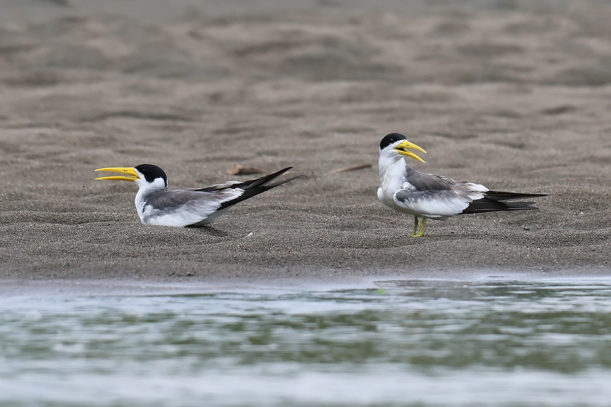 Large-billed Tern - ML645988388