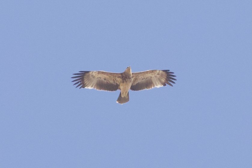 Imperial Eagle - ML645988392