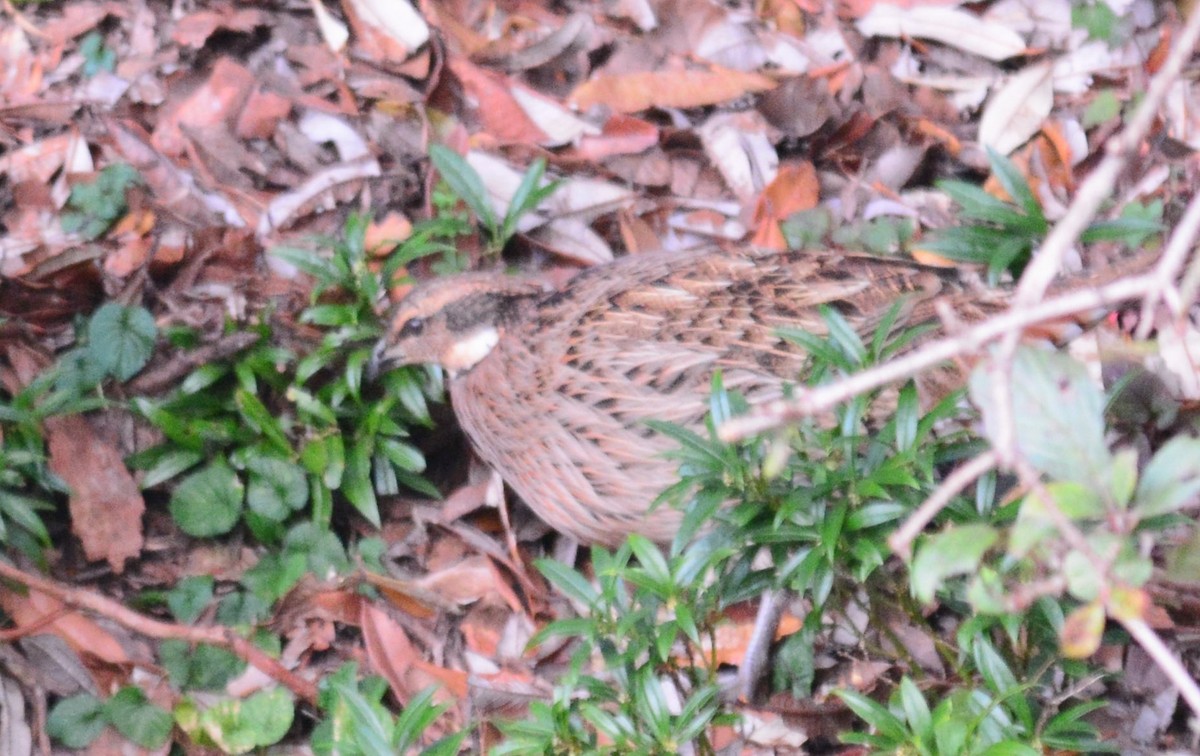 bažant chocholatý - ML645988411