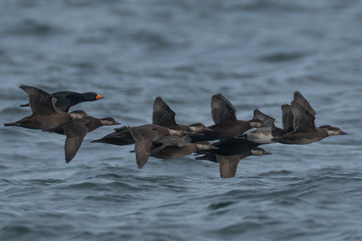 Black Scoter - ML645988412