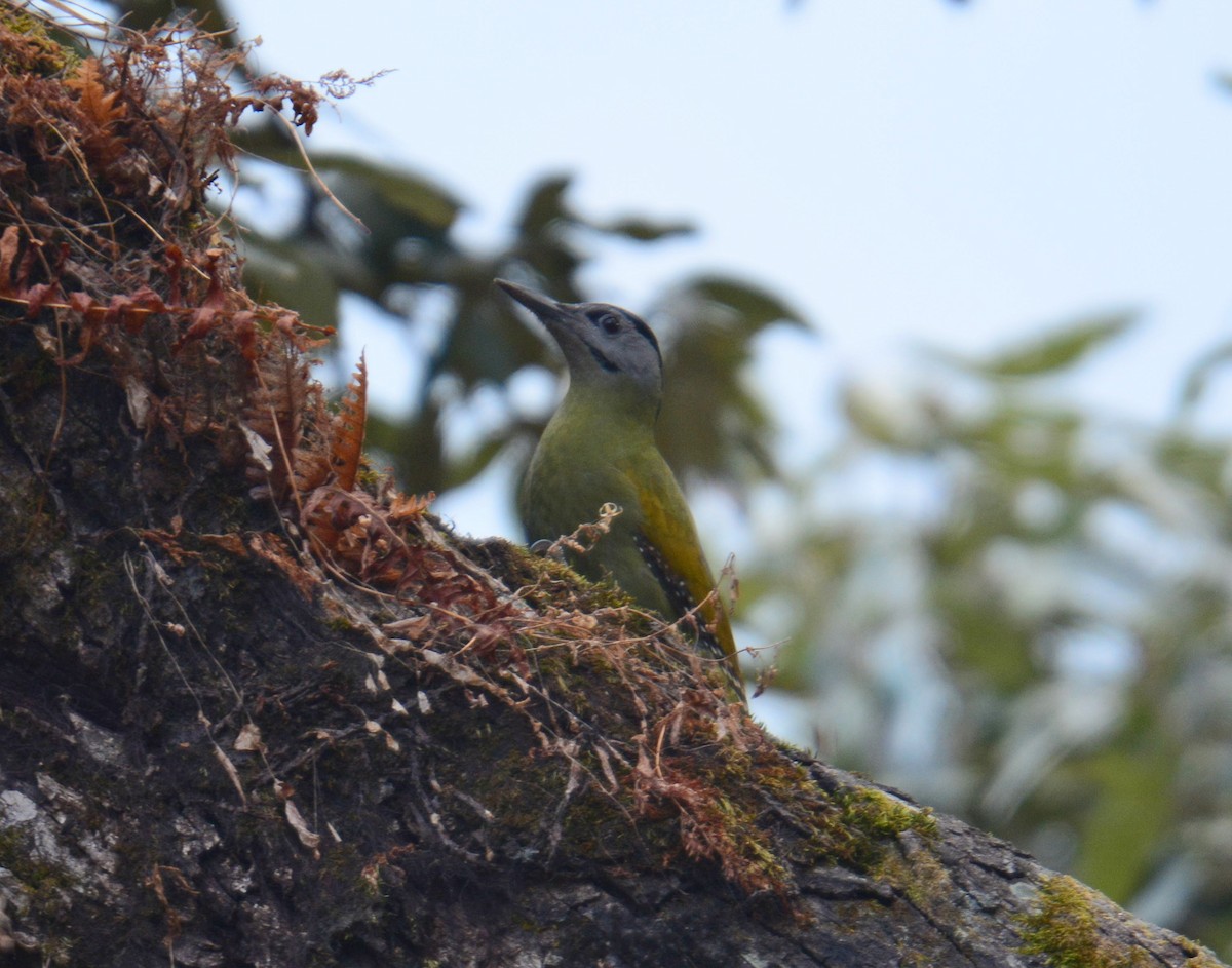 Pic cendré - ML645988413