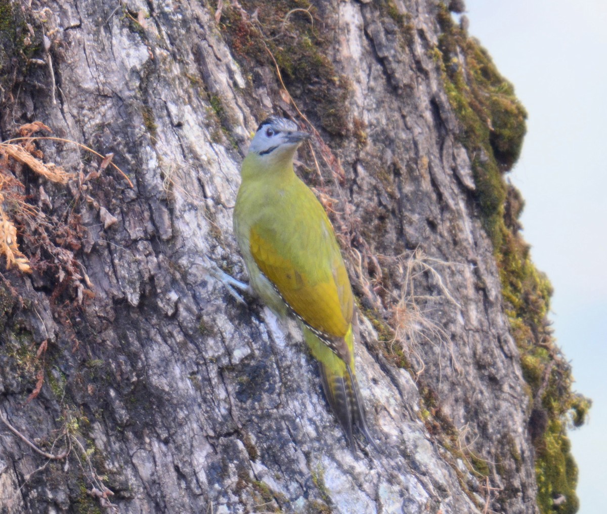 Pic cendré - ML645988414