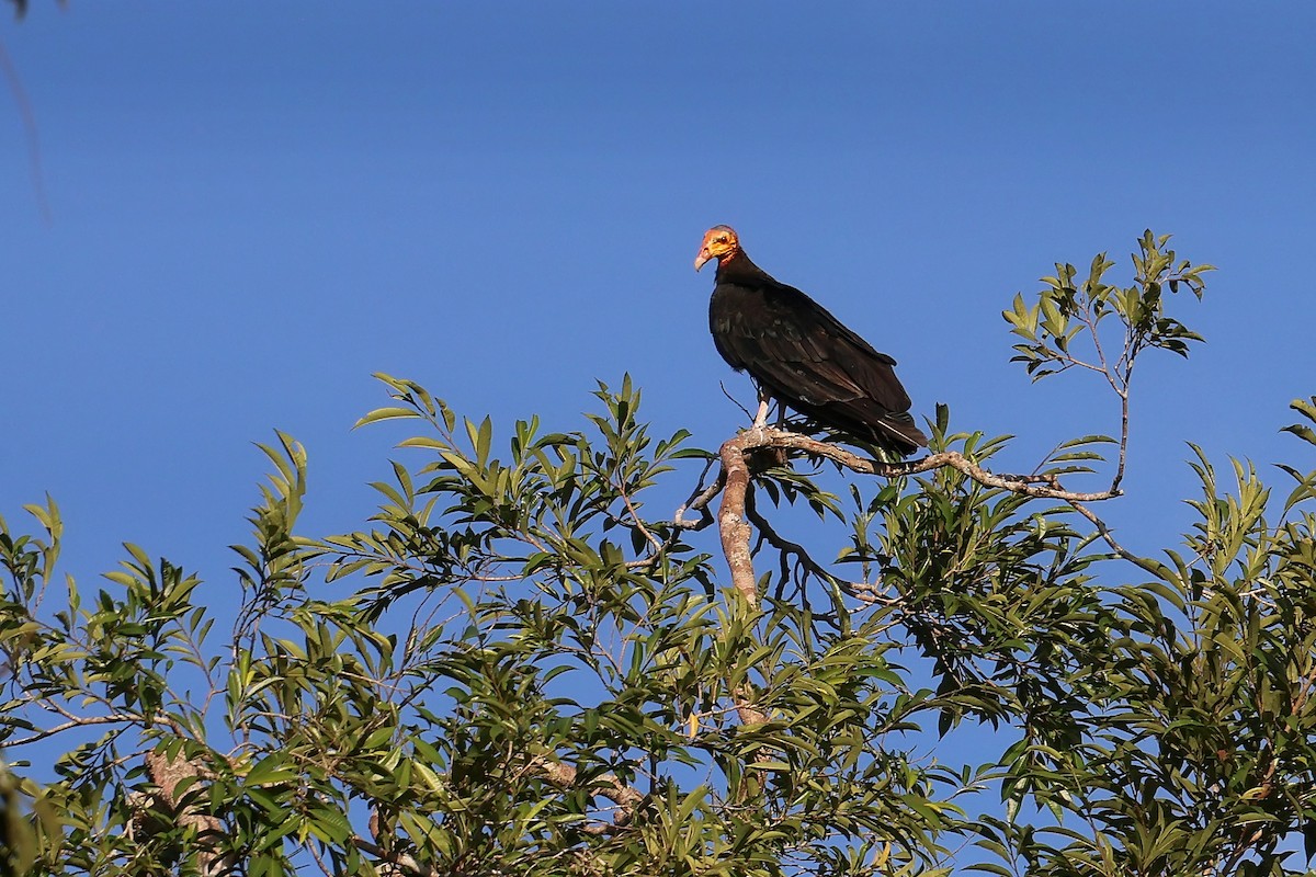 Greater Yellow-headed Vulture - ML645988420