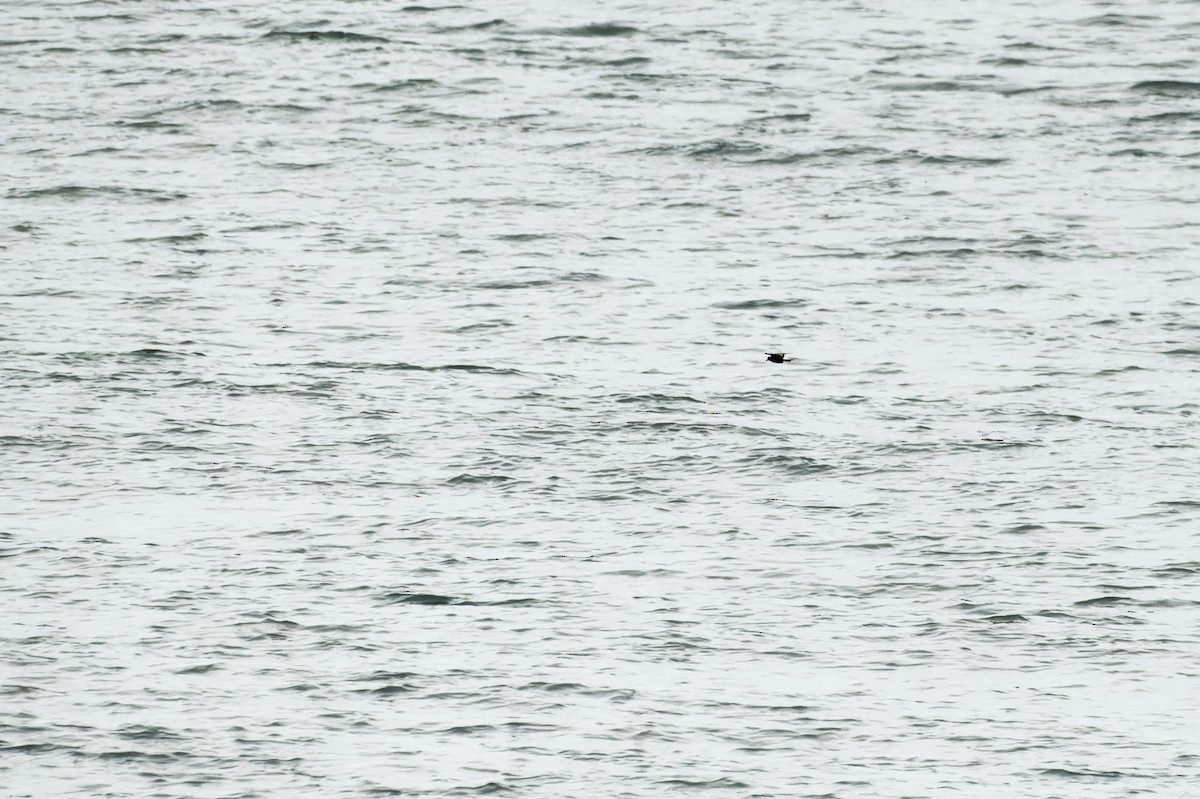 Wedge-rumped Storm-Petrel - ML645988427