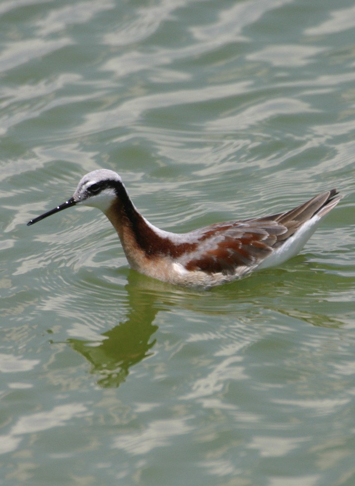 lyskonoh dlouhozobý - ML645988429