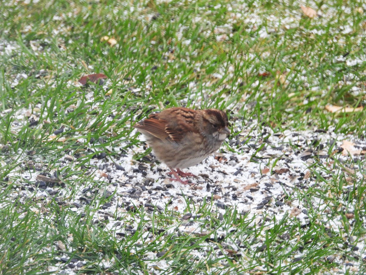 White-throated Sparrow - ML645988432