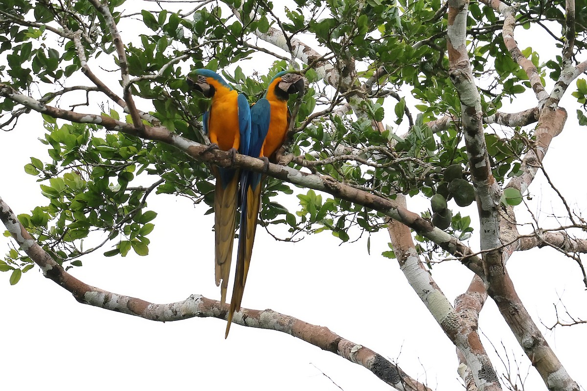 Blue-and-yellow Macaw - ML645988433