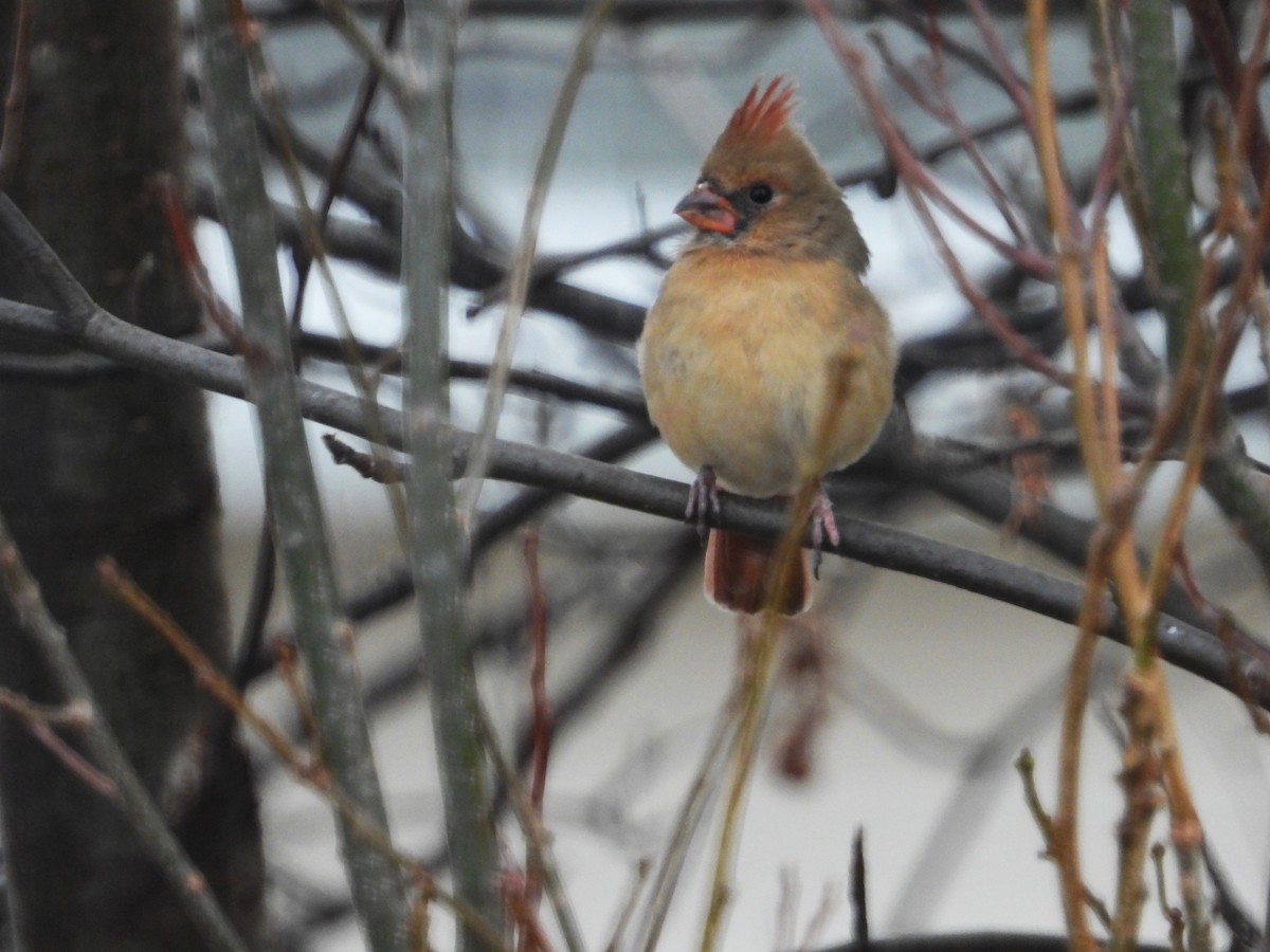 ショウジョウコウカンチョウ - ML645988442