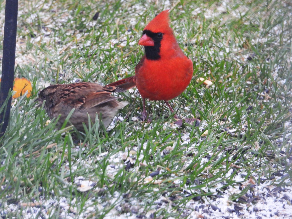 ショウジョウコウカンチョウ - ML645988444
