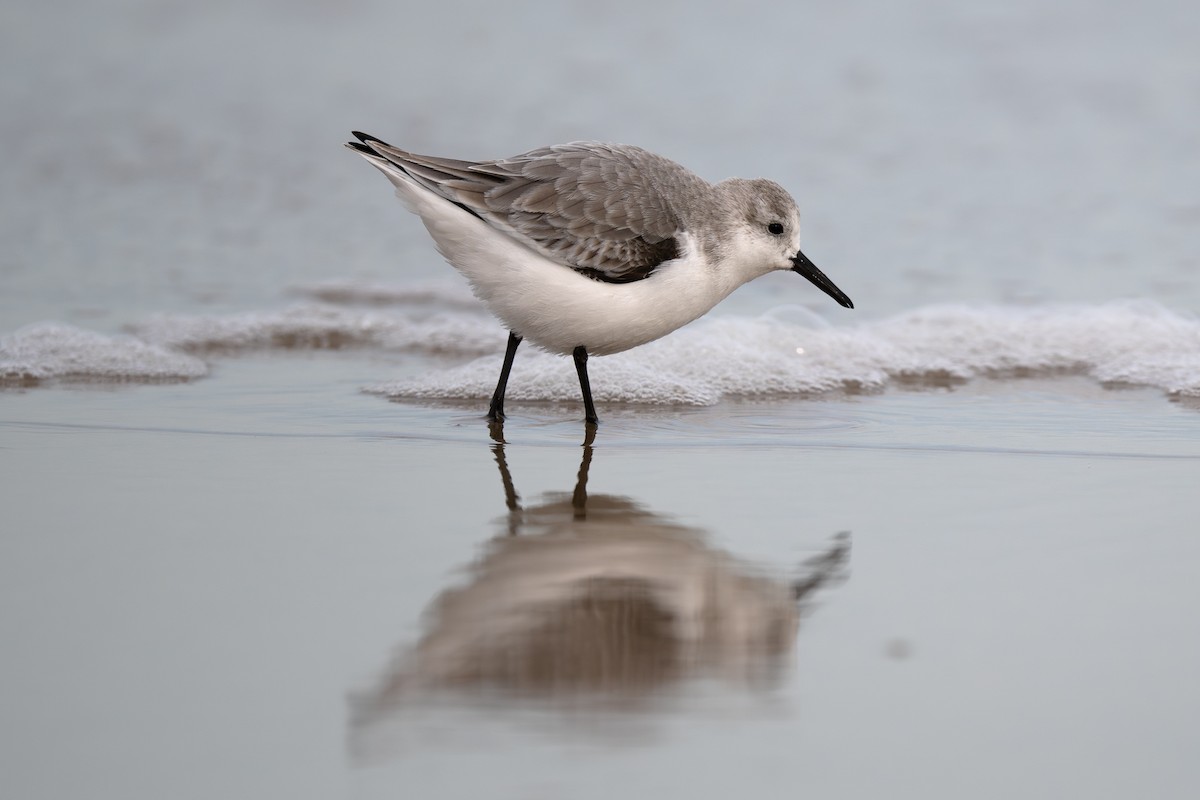 Sanderling - ML645988446