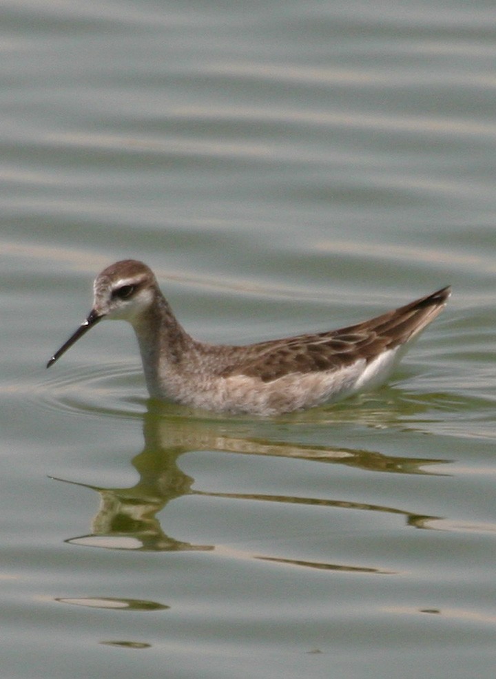 lyskonoh dlouhozobý - ML645988447